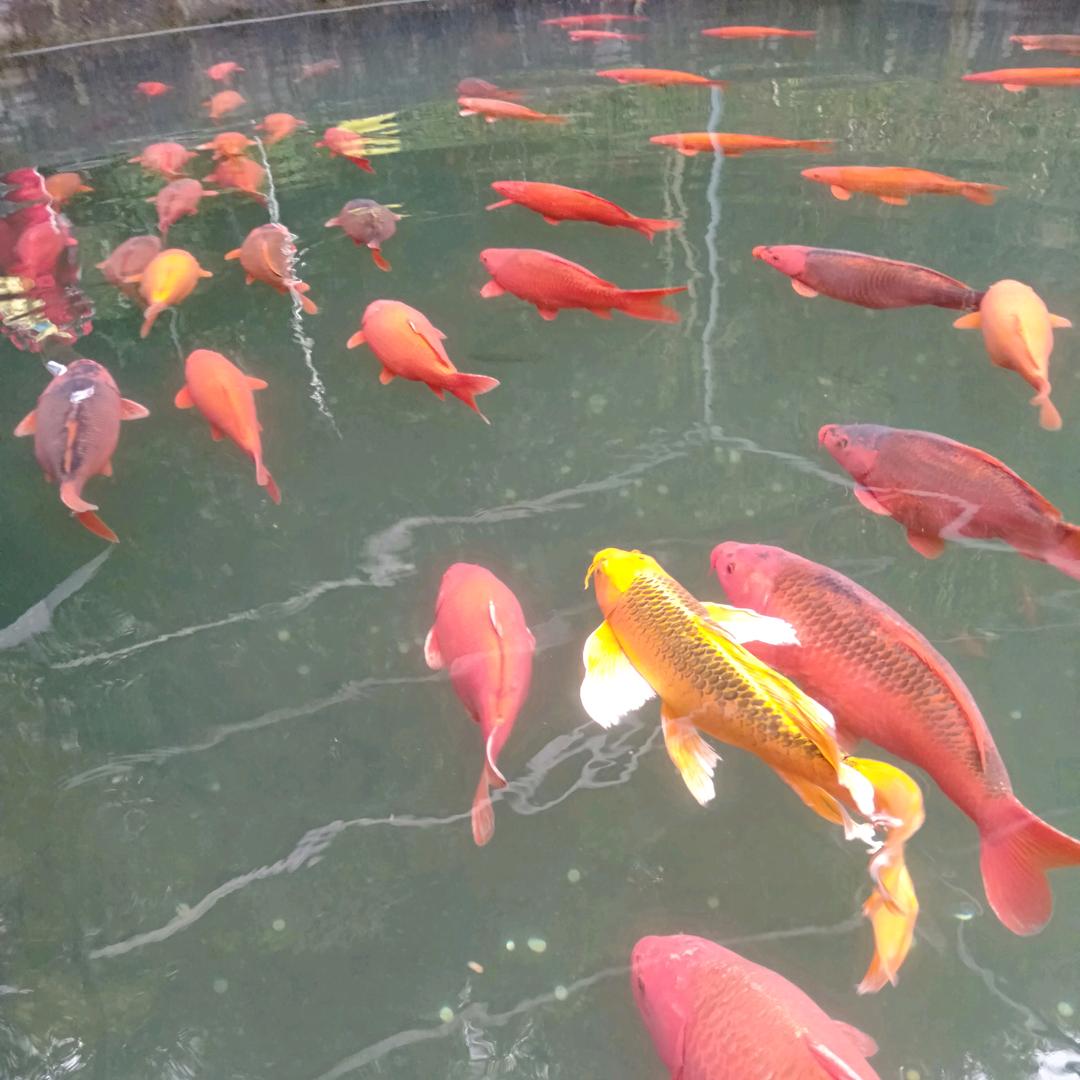 海洋妞