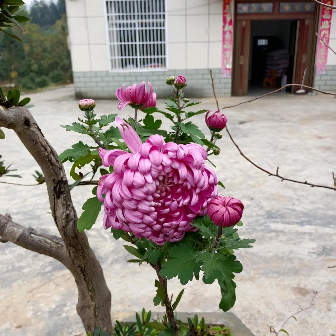 潘阿姨