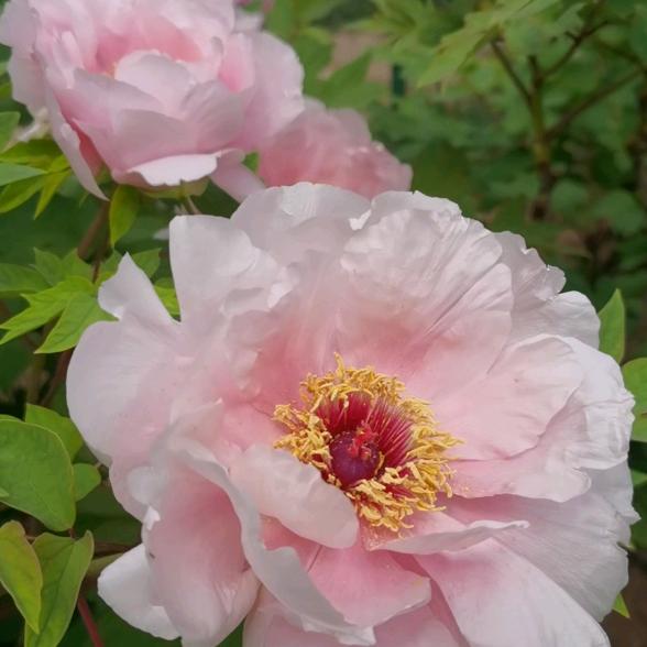 绿芒果