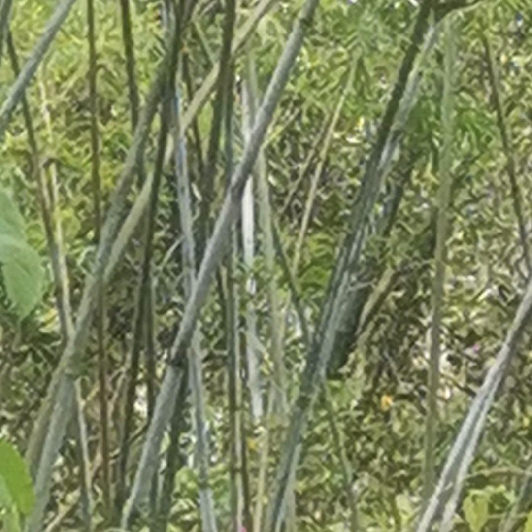 竹笋