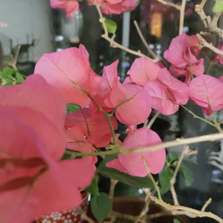 追马