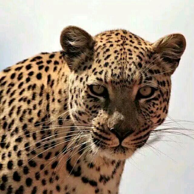 詹姆斯的女朋友