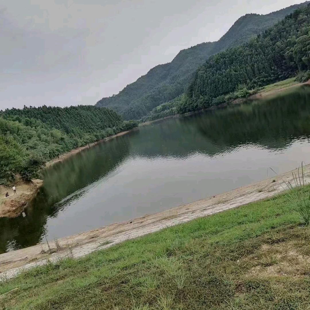 江西生猪贸易袁志刚