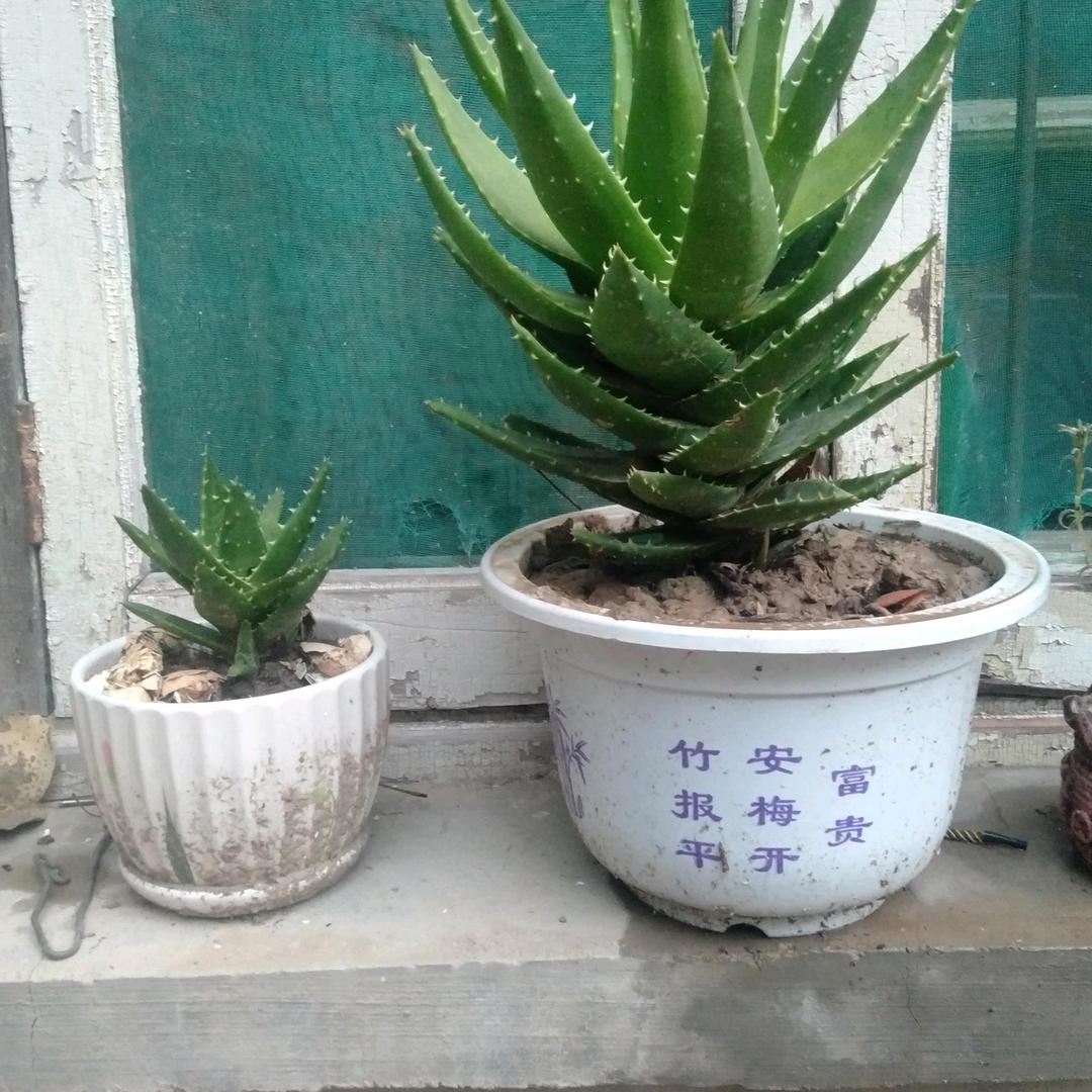阖家幸福
