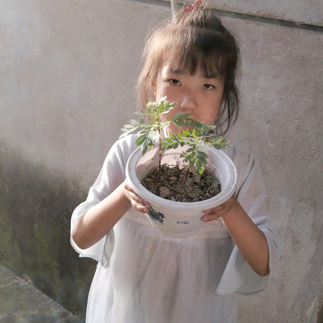 开开心心葉