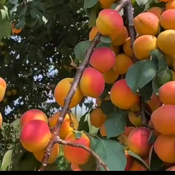 果农演艺