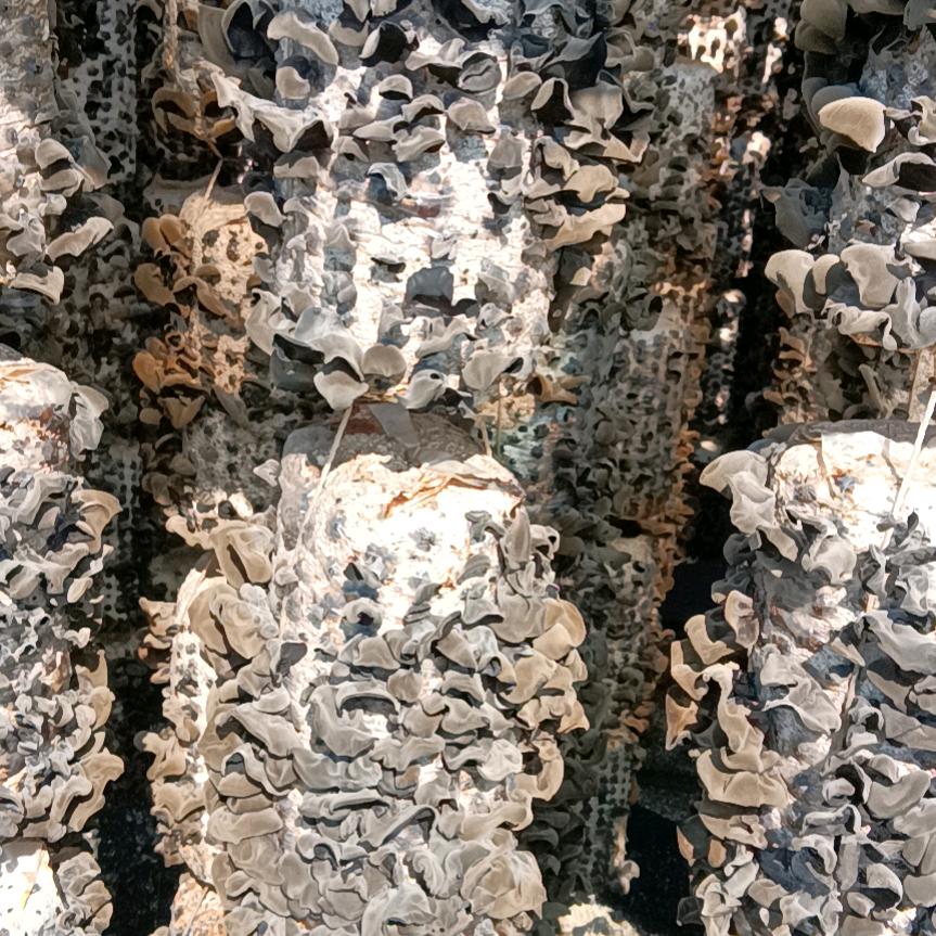 来我们屯睡大火炕，吃家常菜。（妈妈的味道