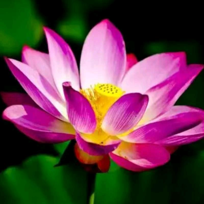 一花一世界1