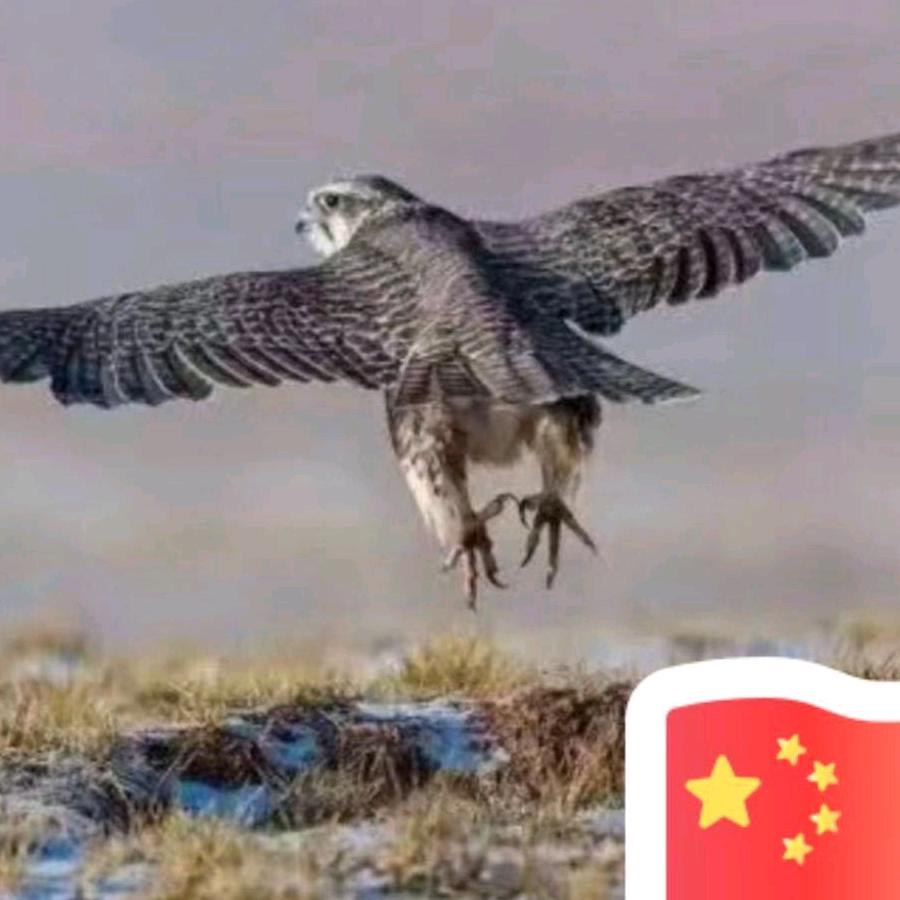 gaojingwen