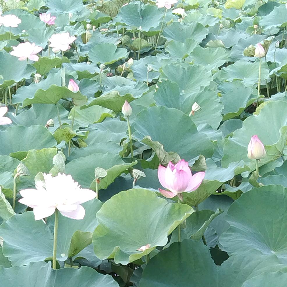 华丽转身