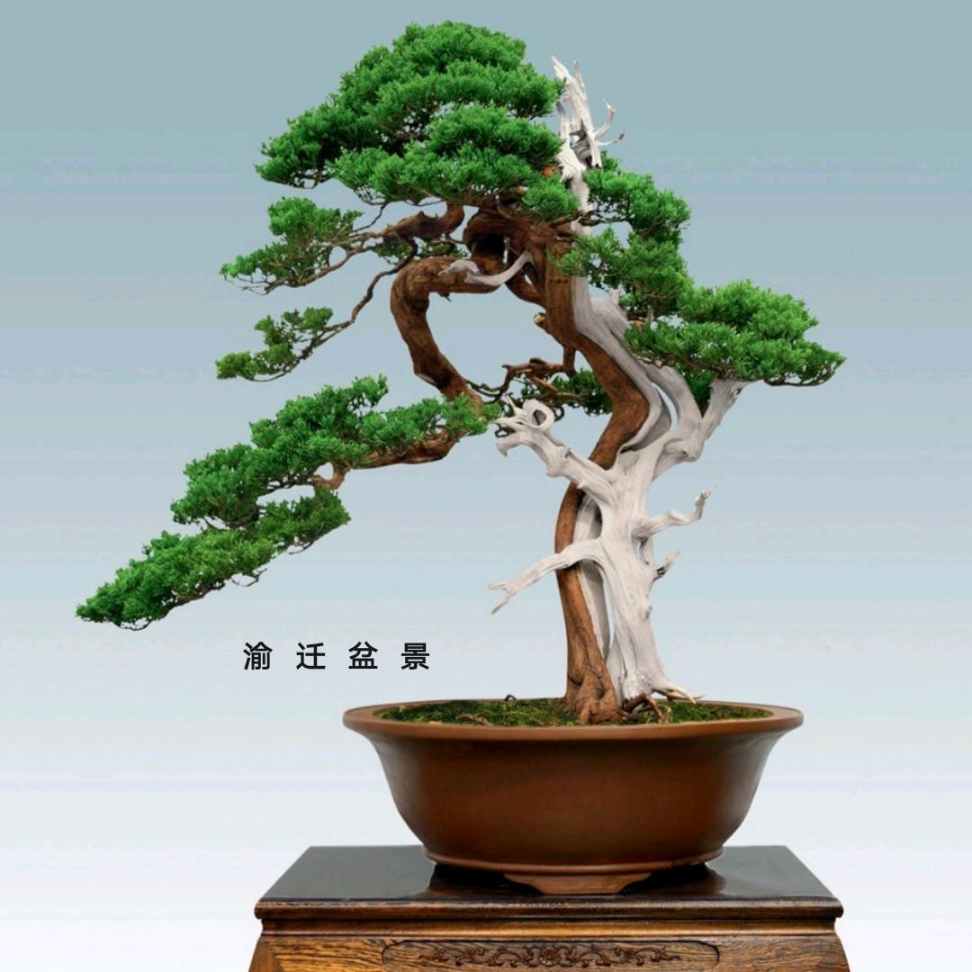 渝迁盆景