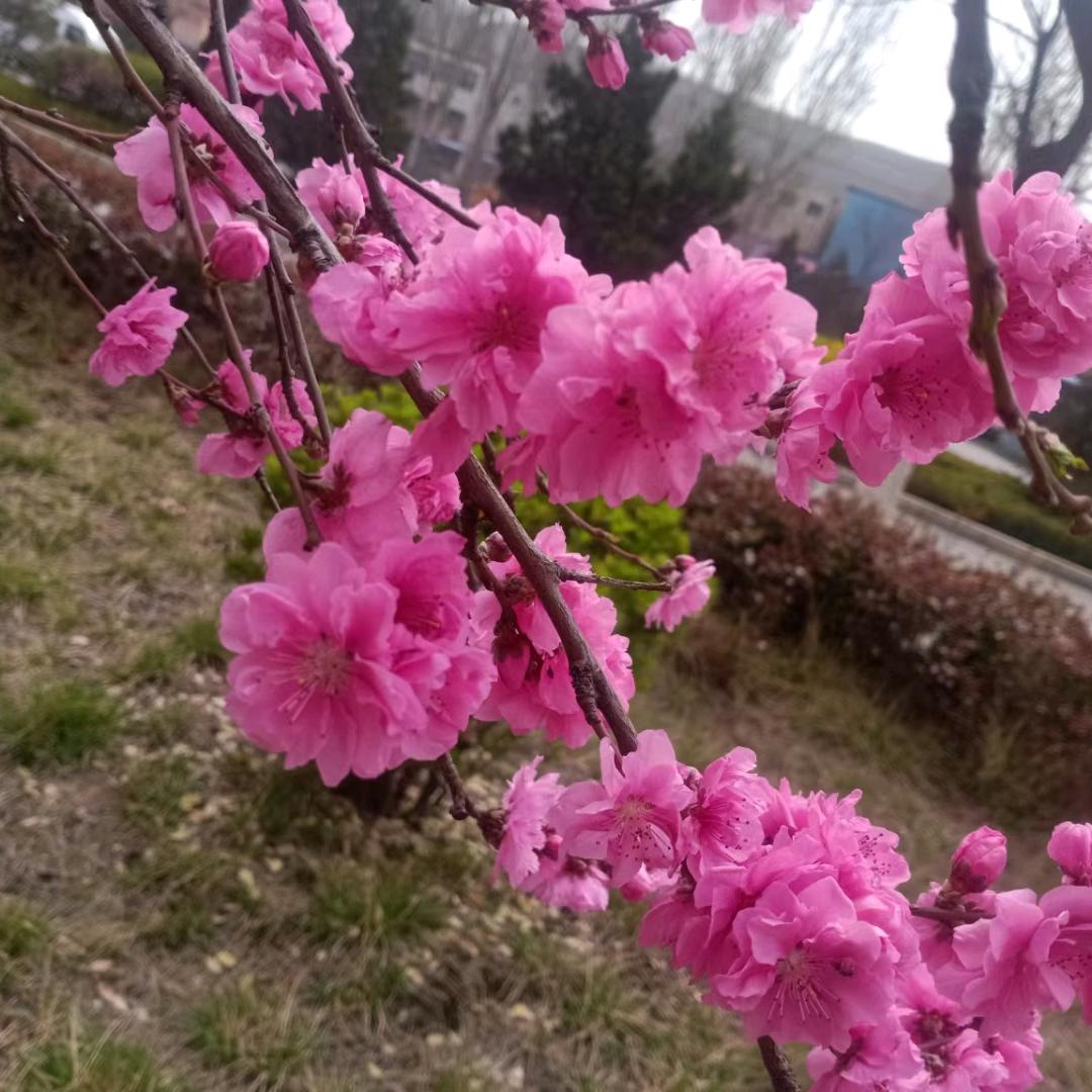 飞翔的鸡翅膀