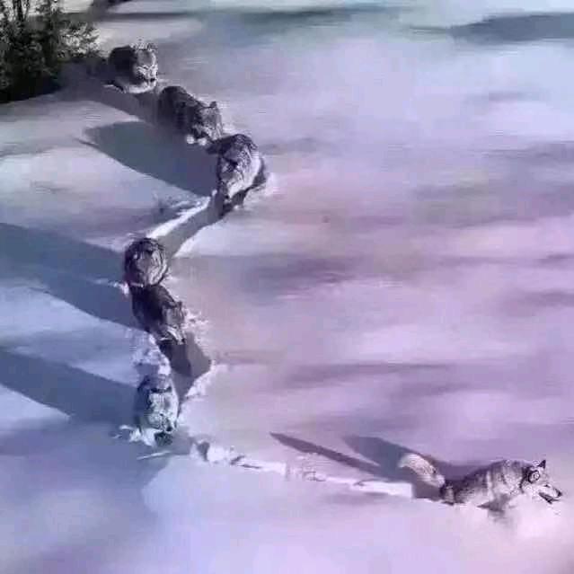 Z—DRAGON