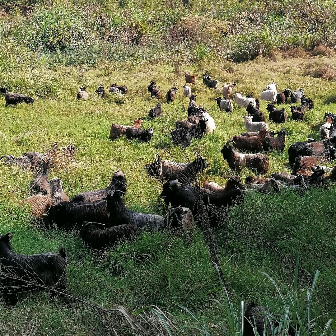 秋盛牛羊销售经营部