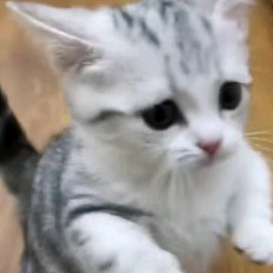 猫猫姐姐
