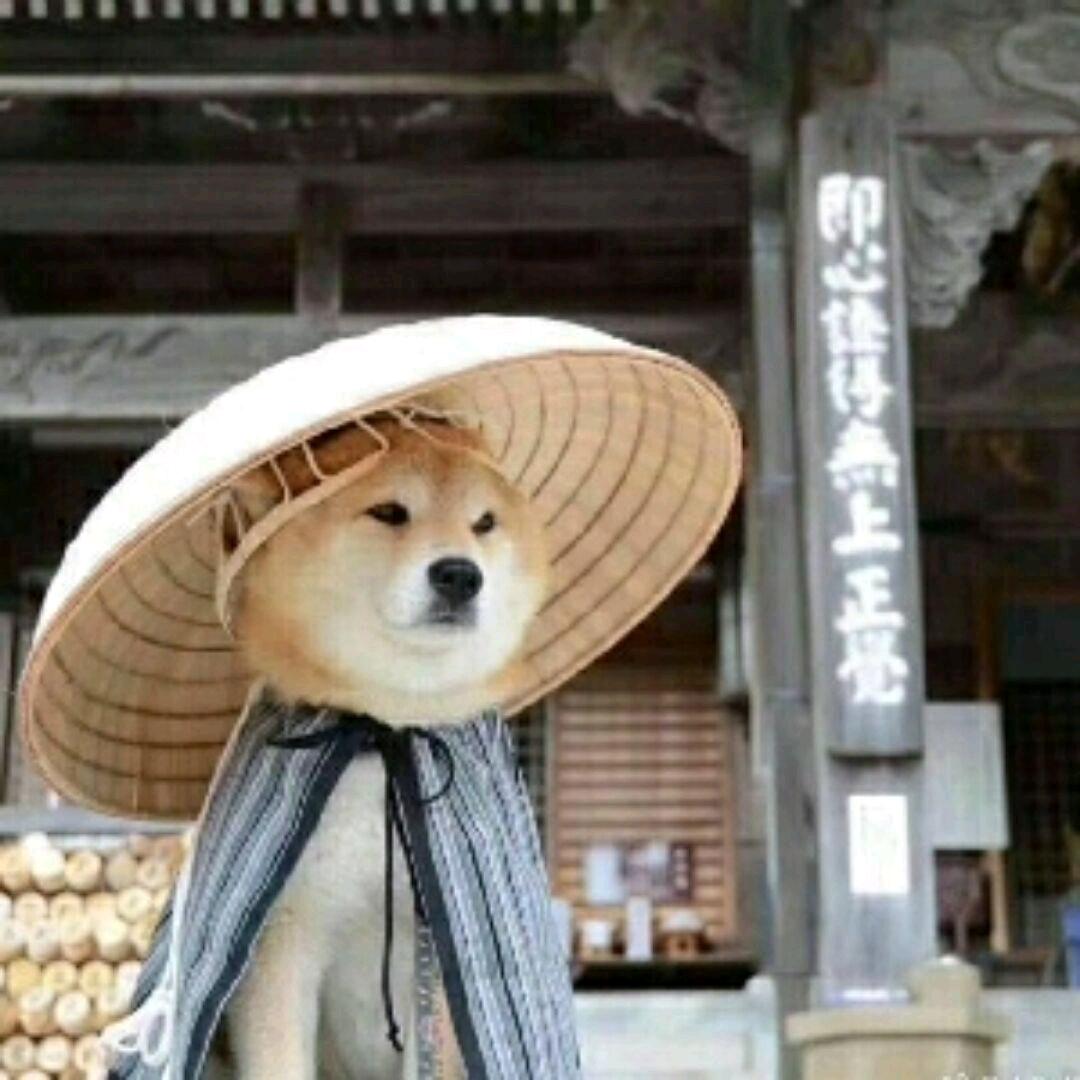 帅气呆呆小鱼