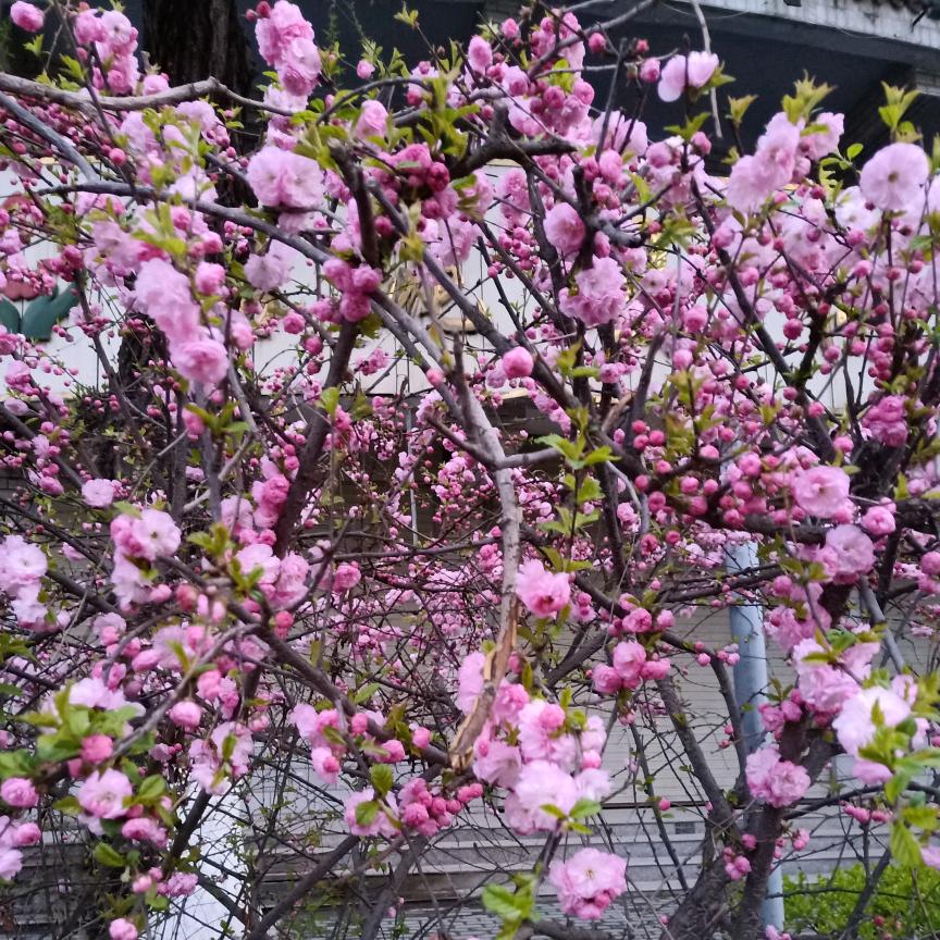牡丹花