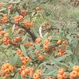 有李♥（ノ´∀`）蒋不清你是我的最爱