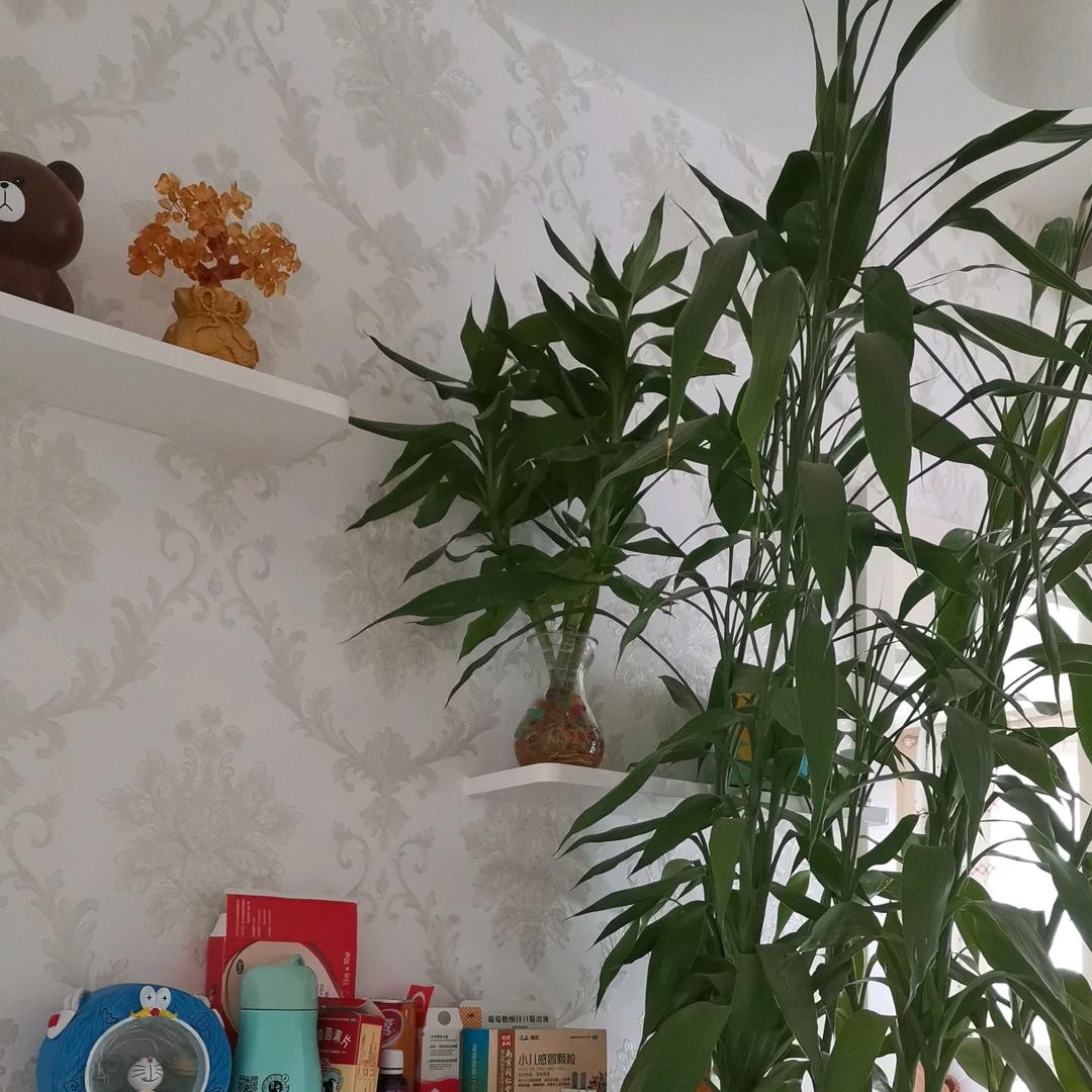 芝麻开花，