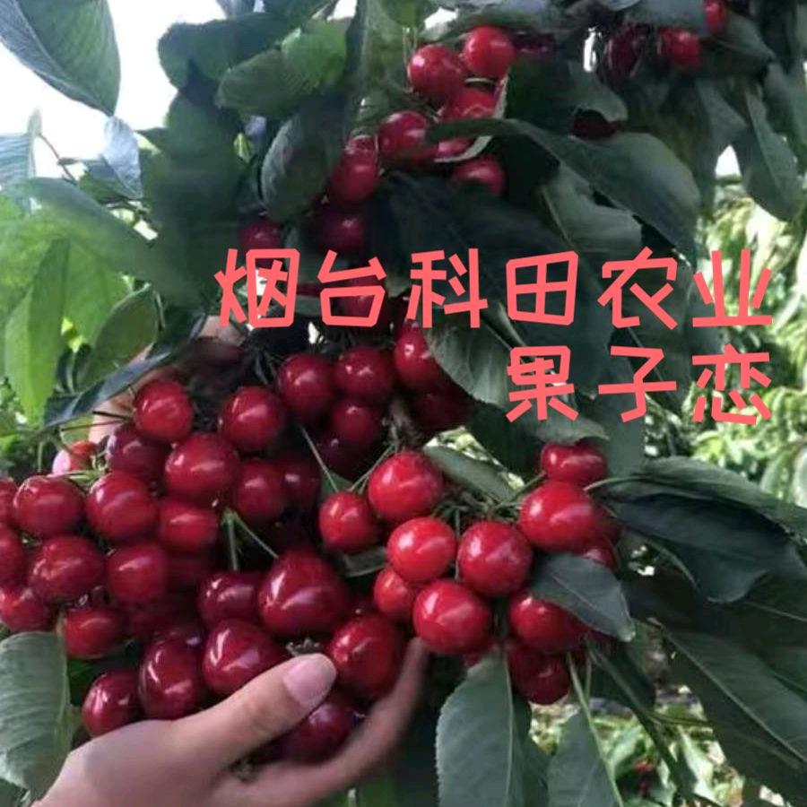果之恋科田果树苗木专卖店