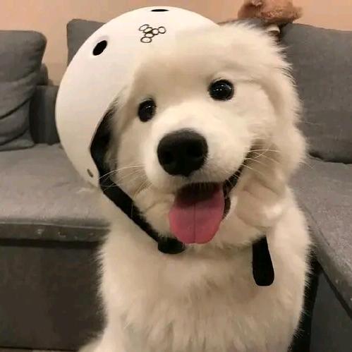 朱师爷心动了