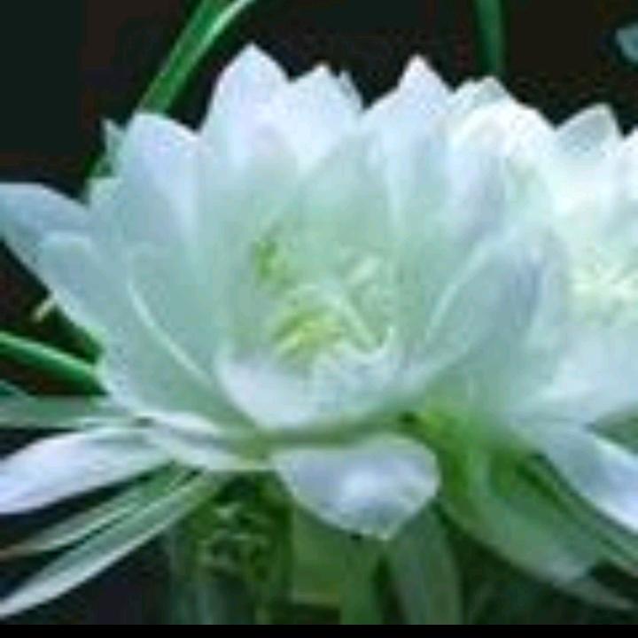 兰花