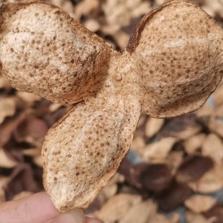 阿娴陈皮（梁玉娴）