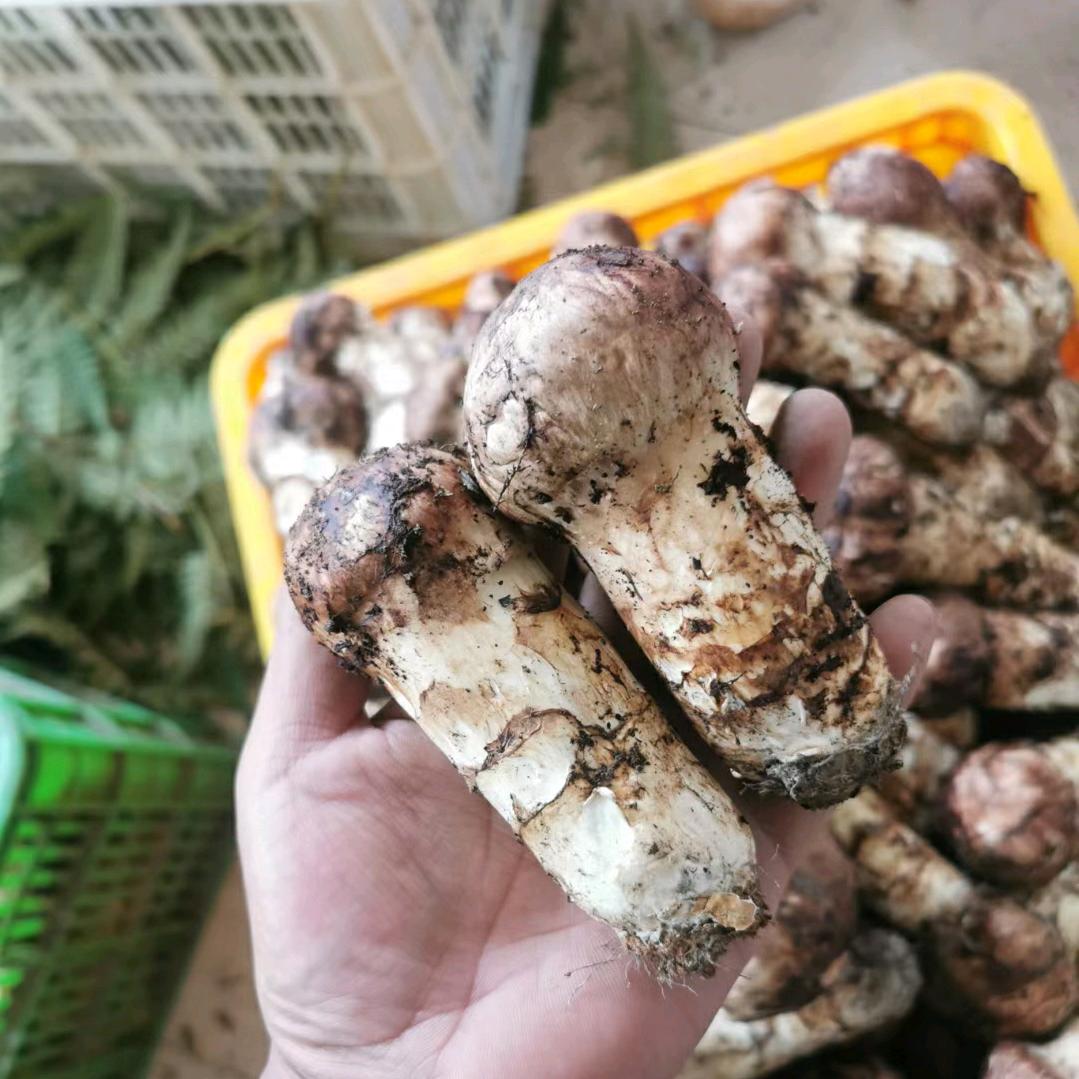 云南大山农副产品