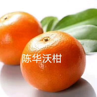 陈华沃柑🍊