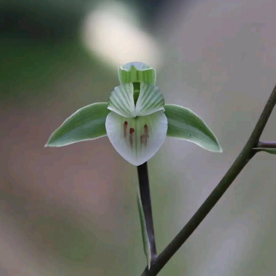 木昌