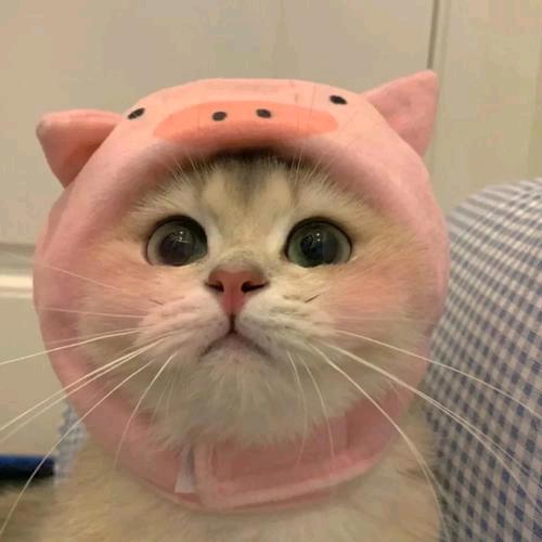 会计小达人