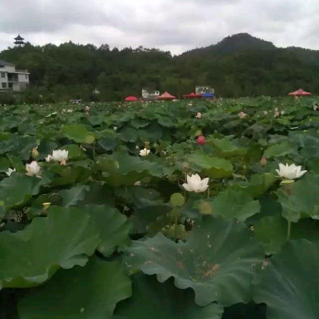 🍏🍎❤(◍•ᴗ•◍)❤