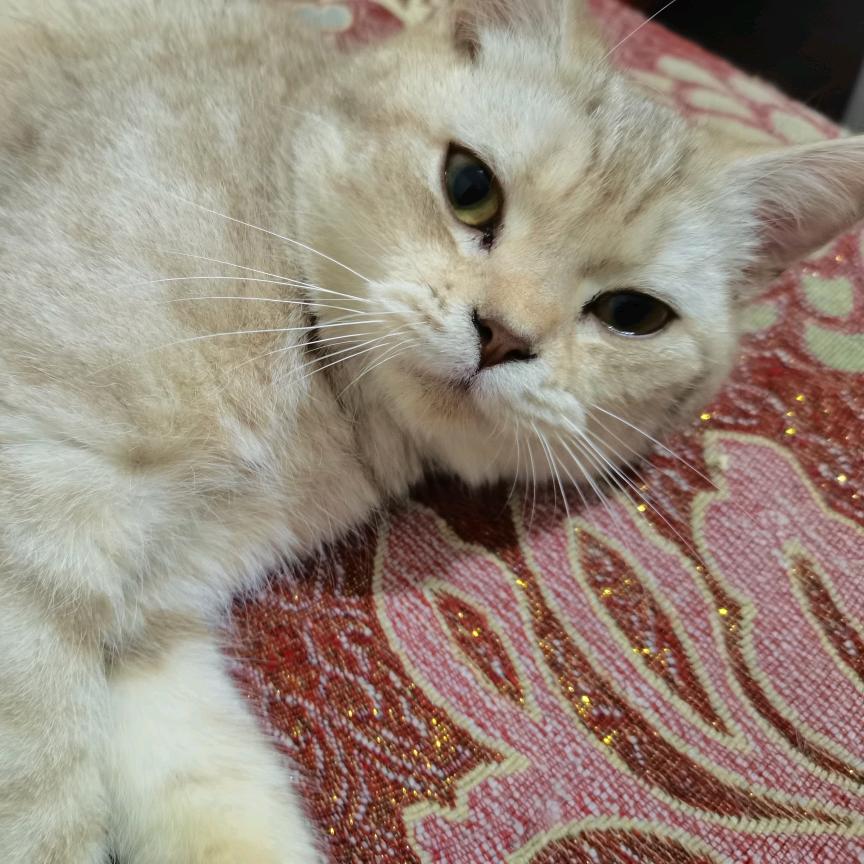 慵懒的猫🐱。