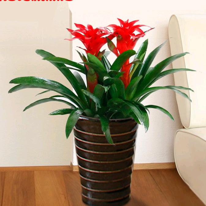 鸿运当头顺财姐