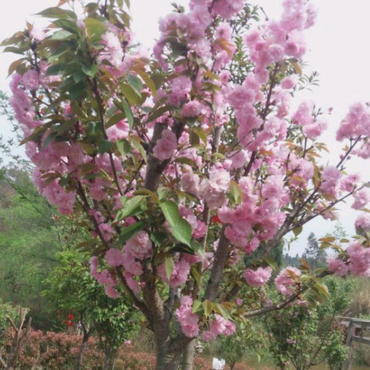 何根群