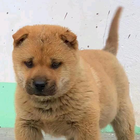 阿广田园犬专场