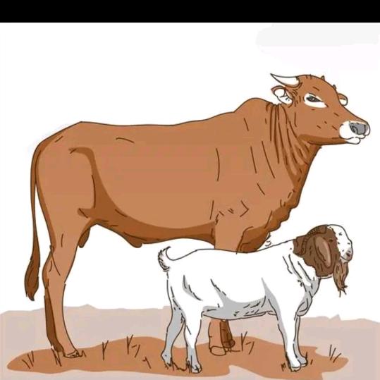 骑羴放犇🐏🐂