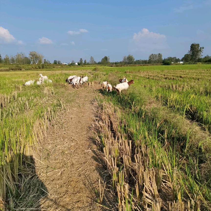 快乐每一天宋士俊农村养殖、羊、鸭、鹅、鸡