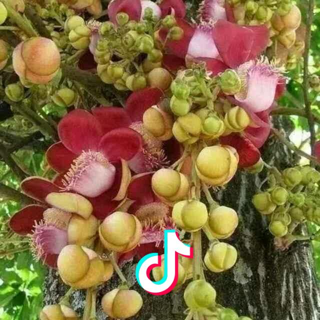 半生菩提
