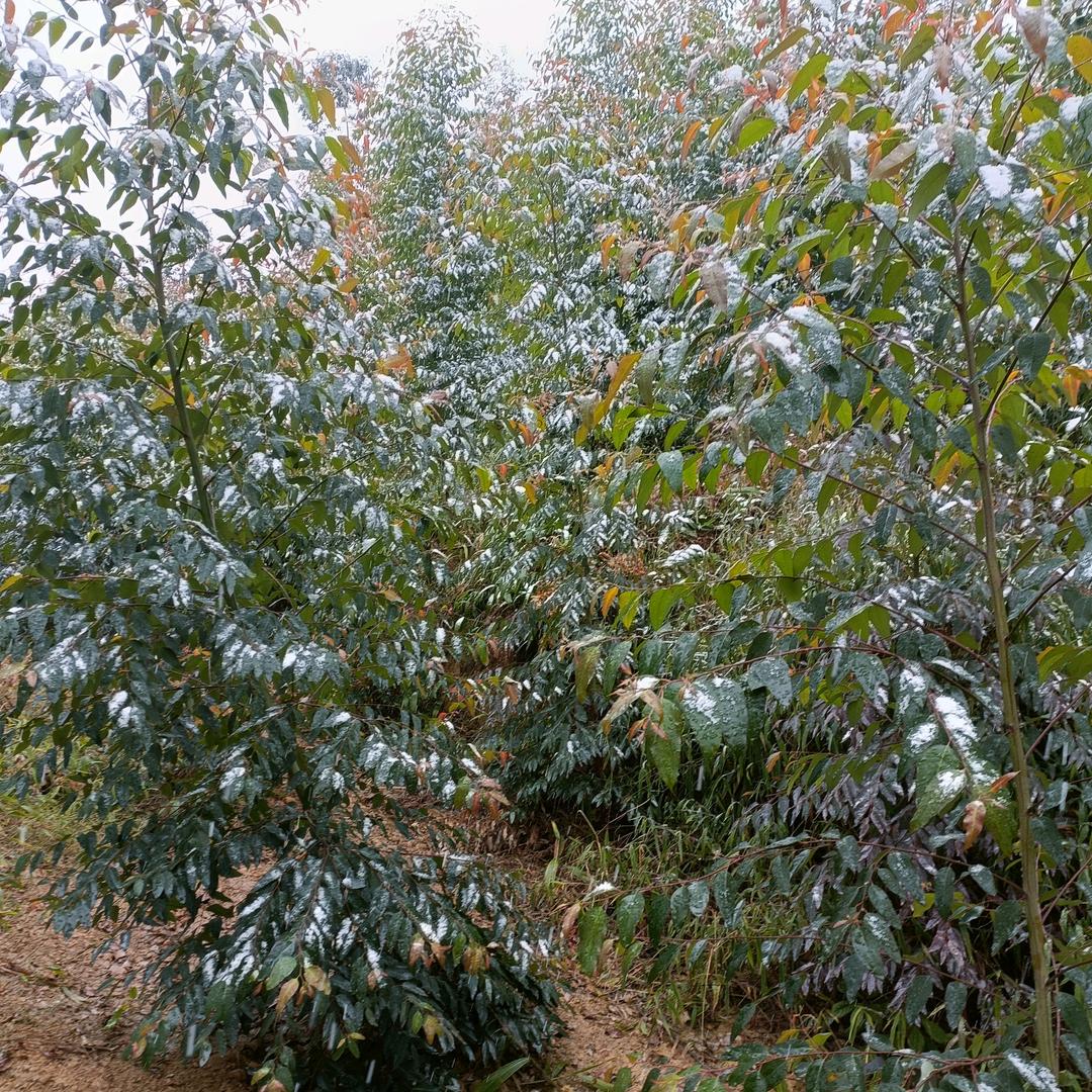 @李老板（伐木)