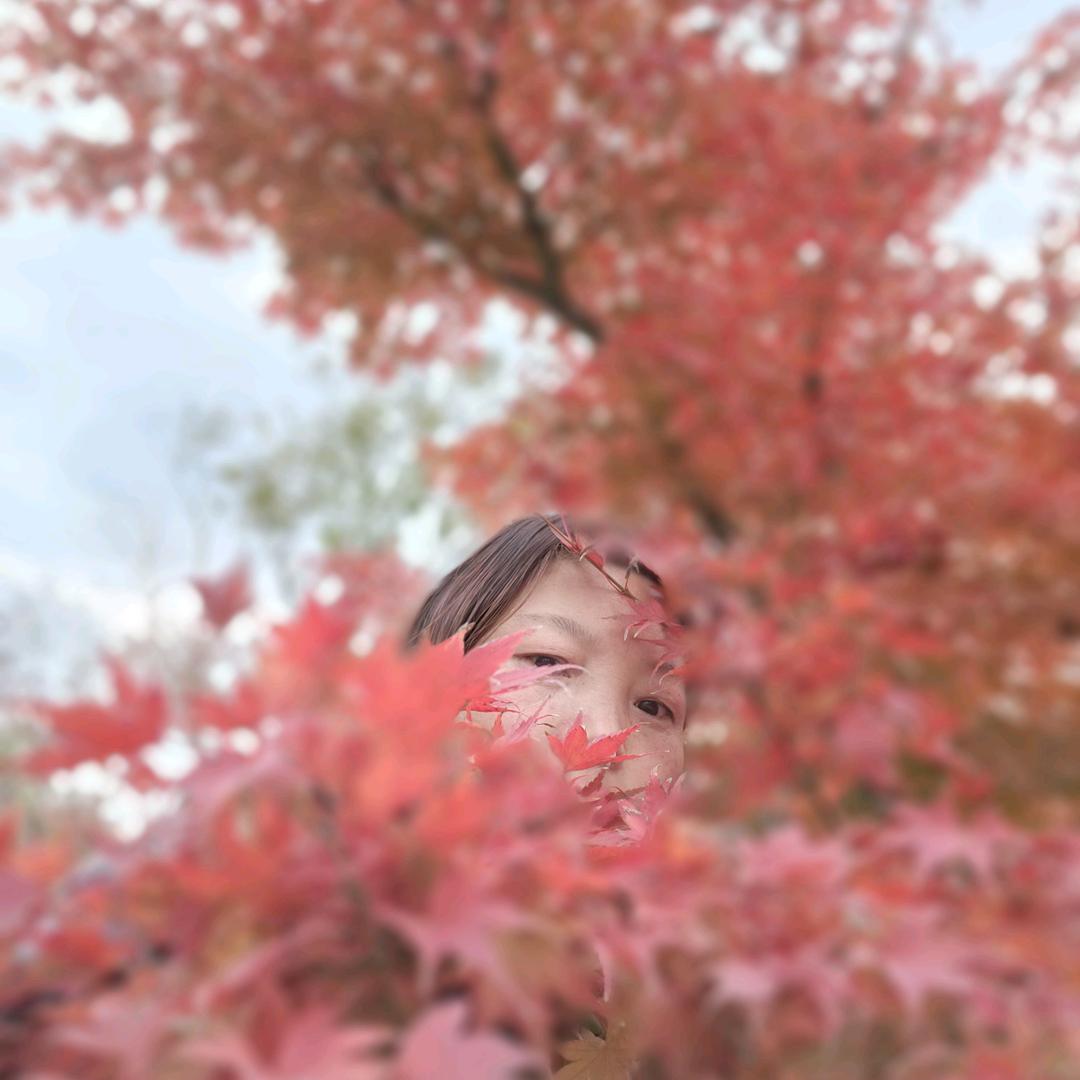 杨柳依依