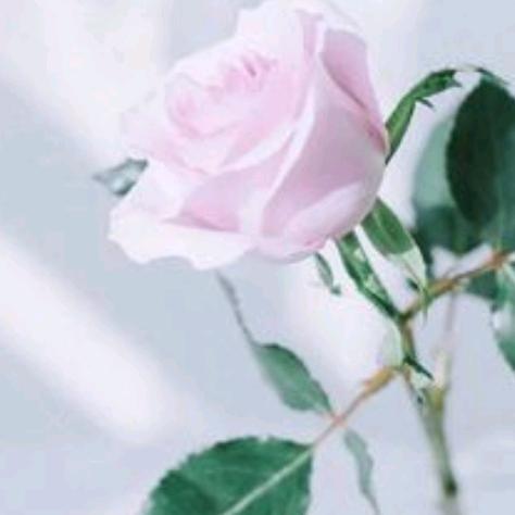 沙漠里的仙人掌