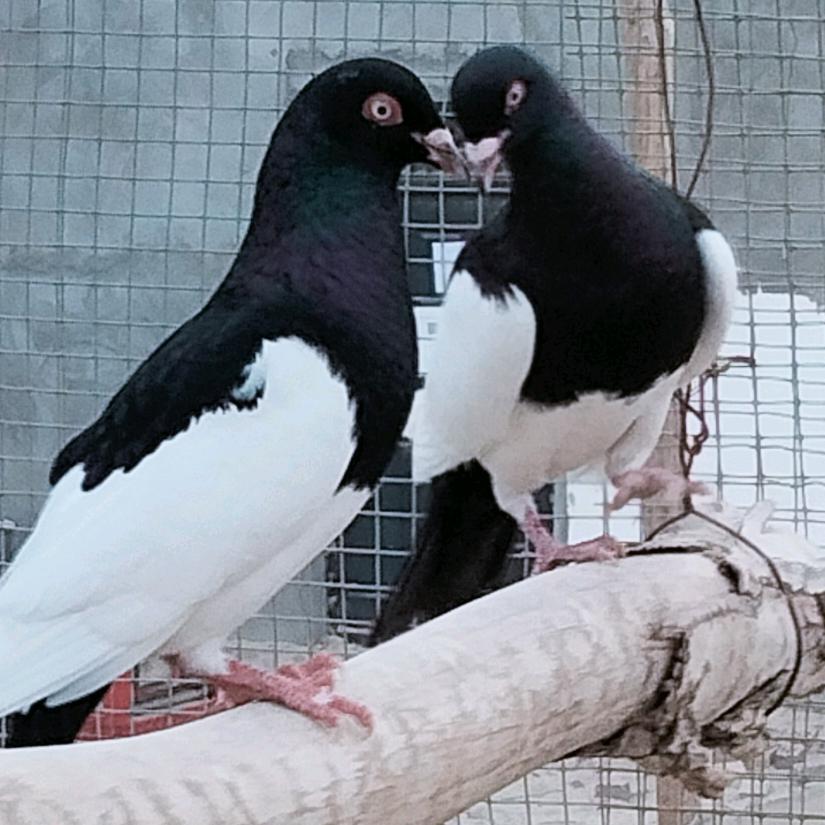 💕💕阿卜杜艾则孜🌹🌹💋