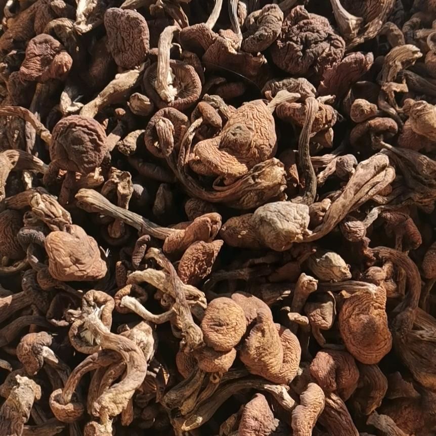 东北蘑菇木椴木耳