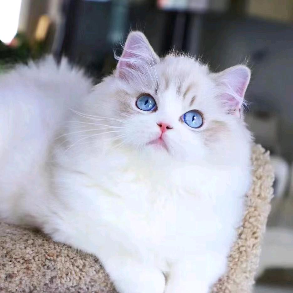 萌酱家的猫