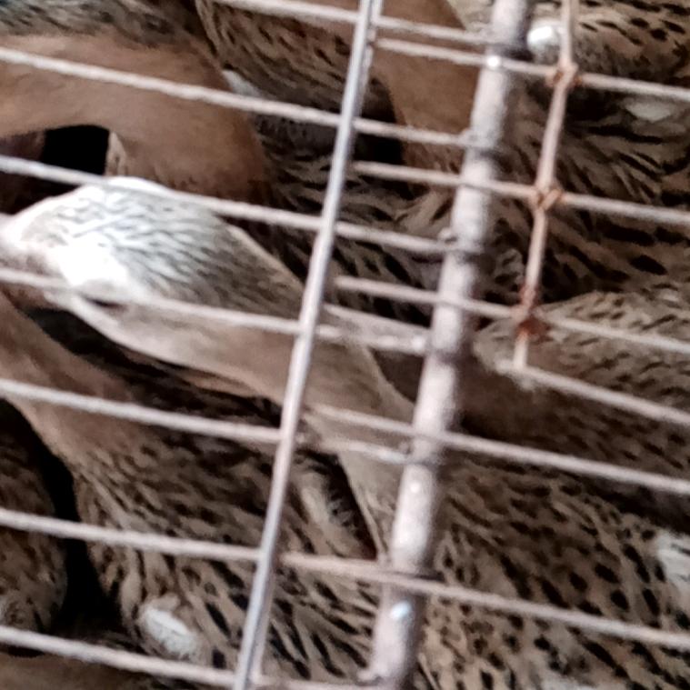 山沟里的鸭妈妈