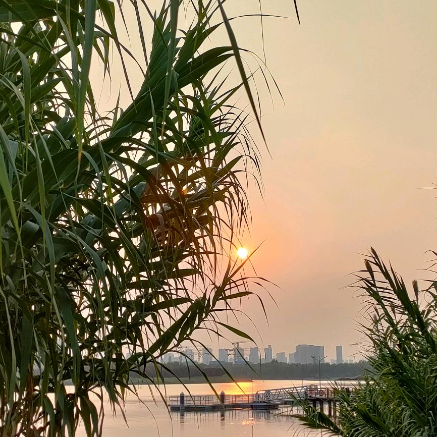 一颗桑树