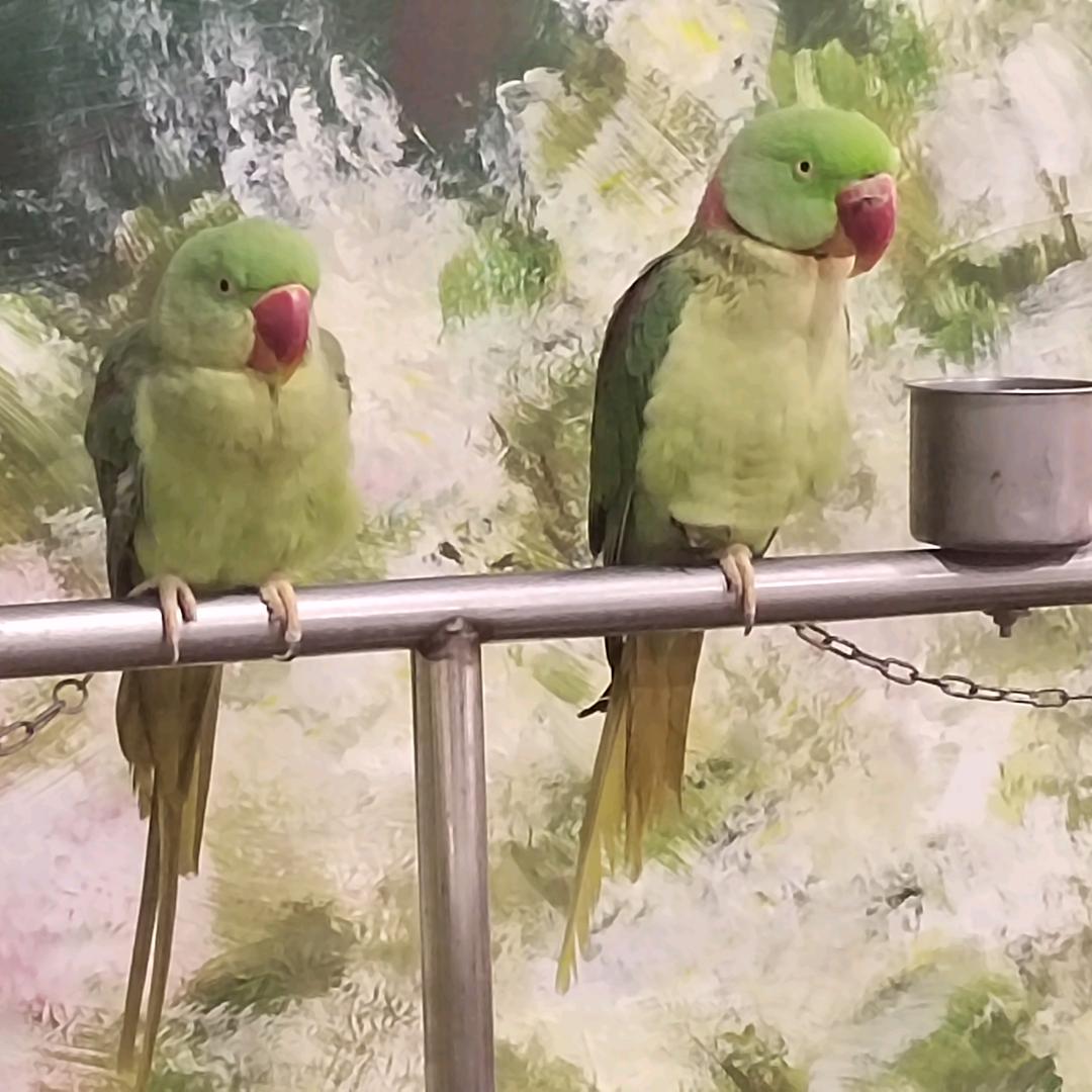 亨尼啦咯