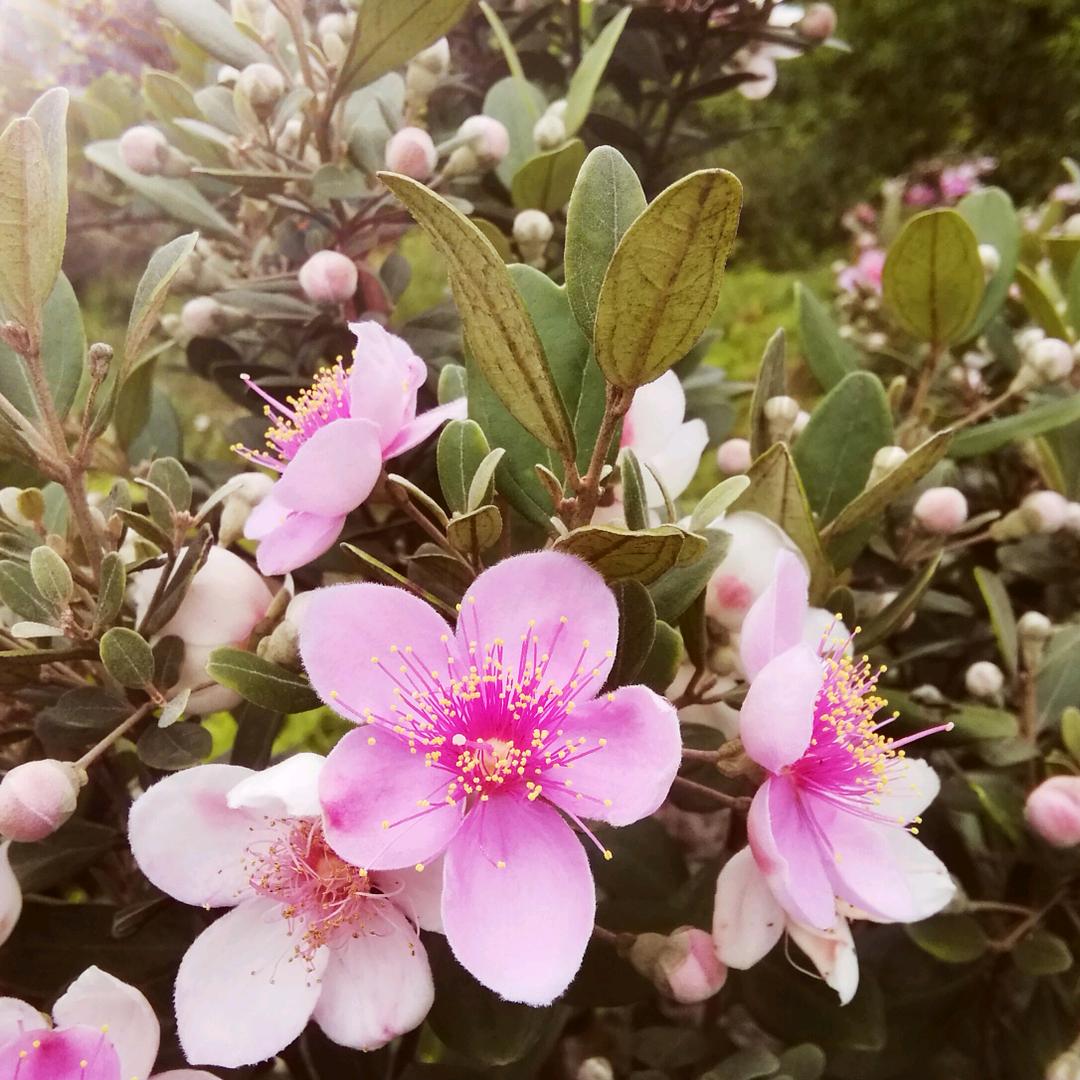 花木子