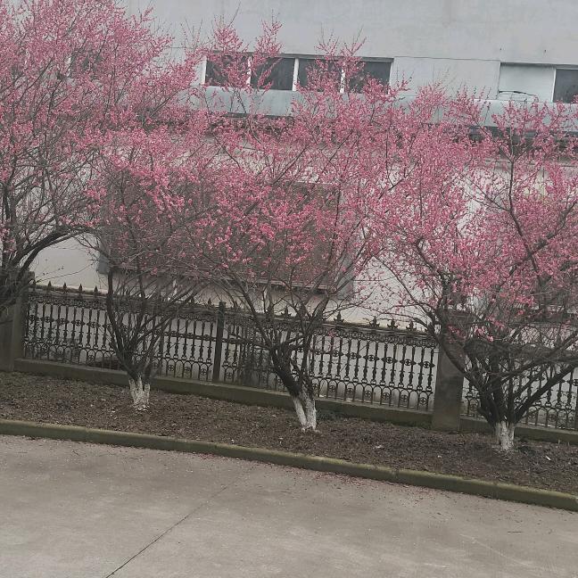 蓝天高科